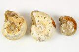 Clearance Lot: Jurassic Ammonite Fossils - Pieces #251328-2